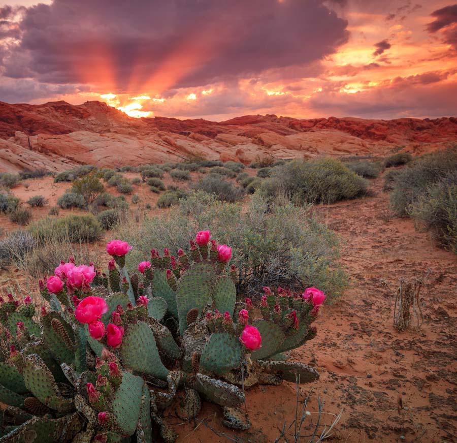 Dr. Shaun Brierly | Copper Eye Surgery, Paradise Valley, AZ Dr. Shaun Brierly | Copper Eye Surgery, Paradise Valley, AZ